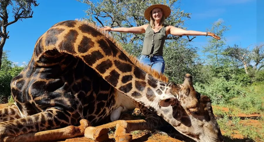 Merelize Van Der Merwe, cazadora sudafricana de 32 años, mató a una jirafa en Sudáfrica y posó orgullosa en redes con el corazón del animal. 