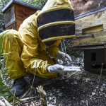 Agrotóxico vetado en Europa aniquila las abejas en Colombia