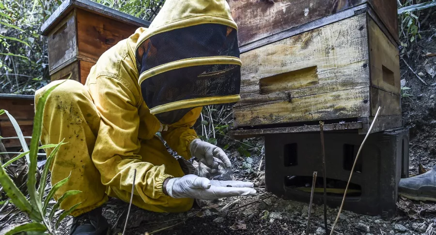 El apicultor Gildardo Urrego observa una abeja envenenada en su colmenar en Santa Fe de Antioquia (Antioquia), el 31 de enero de 2021.