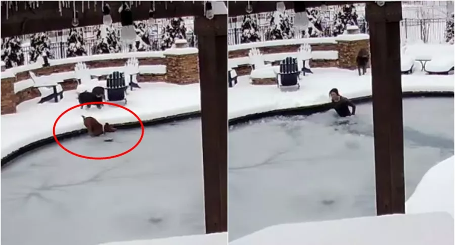 Captura de pantalla de video en que mujer salva a su perro, que cayó en una piscina congelada