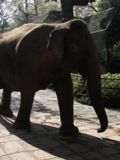 Elefanta mata a trabajador de zoológico de un trompazo