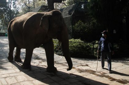 Elefanta mata a trabajador de zoológico de un trompazo