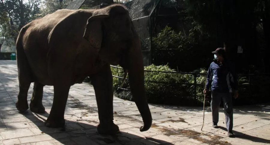 Elefanta mata a trabajador de zoológico de un trompazo