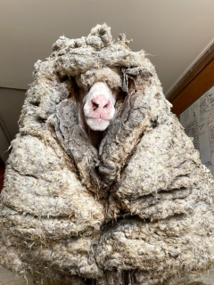 Oveja con 35 kilos de lana encima que fue rescatada