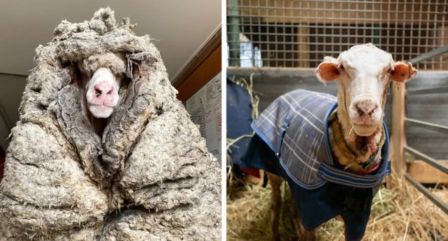 Oveja con 35 kilos de lana encima que fue rescatada