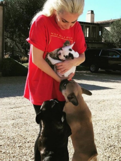 Los dos perros que le robaron a Lady Gaga pueden llegar a costar hasta 10.000 dólares (cada uno). La artista ofrece millonaria recompensa.