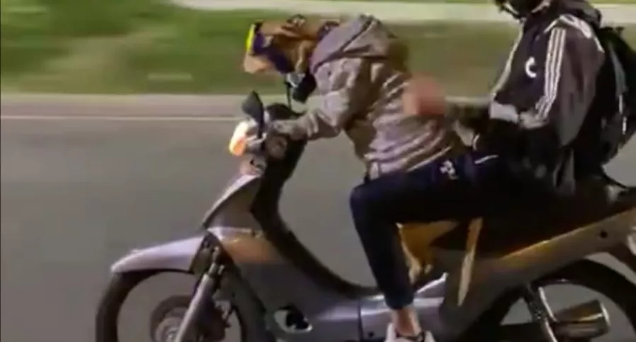 En Medellín se hizo viral el video de un perro que, en horas de la noche, conduce una moto con su amo como parrillero.