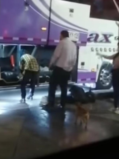 En Pereira denunciaron el traslado de dos perros encostalados en la bodega de un bus intermunicipal. Piden respuesta de las autoridades.
