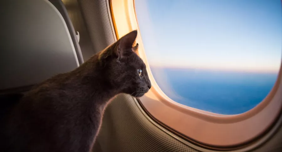 Avión mira por ventana de avión, ilustra nota de aterrizaje de emergencia por gato que entró a cabina de avión y atacó a piloto