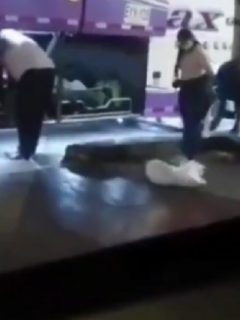 Maltrato animal en terminal de Pereira, donde metieron a dos perros en un costal