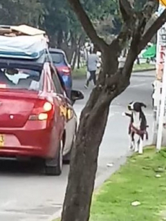 Imagen del abandono de una mascota en Bogotá.