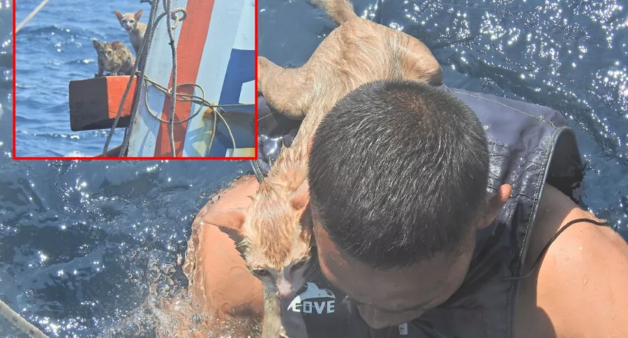 Captura de pantalla de marineros en Tailandia que rescataron a 4 gatos que estaban dentro de barco que se hundía y estaba en llamas 