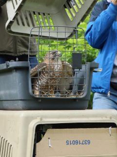 Liberación de animales en Bogotá