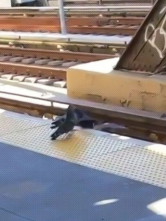 Captura de pantalla de video viral de palomas empujando a otra para matarla en vía de tren