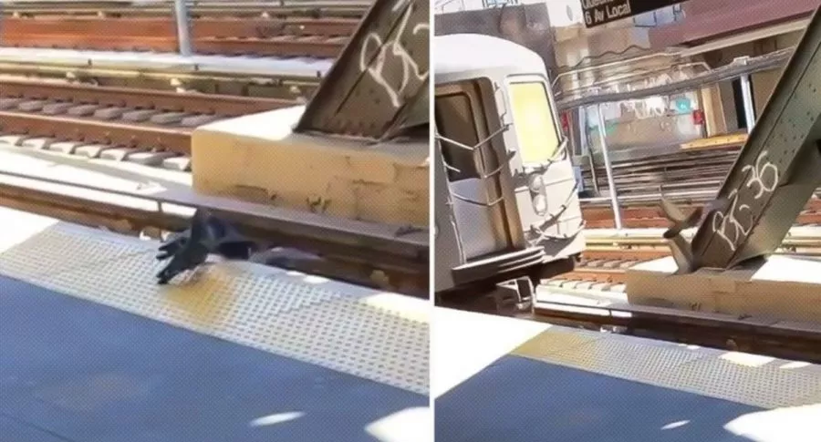 Captura de pantalla de video viral de palomas empujando a otra para matarla en vía de tren