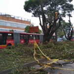 Alcaldía de Bogotá va por más: anuncia que talará otros árboles por obras en Transmilenio