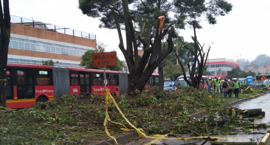 Imagen de árboles talados; Alcaldía de Bogotá talará más árboles por obras en Transmilenio