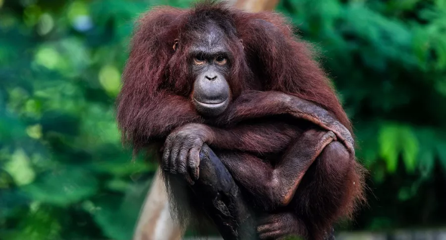 Simios de zoológico de Estados Unidos recibieron vacuna contra el coronavirus. Orangután en Indonesia, imagen de referencia.
