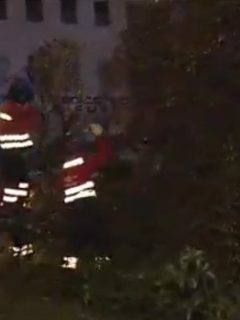 Tala de árboles en Bogotá llevó a jóvenes a pasar la noche trepados en ramas