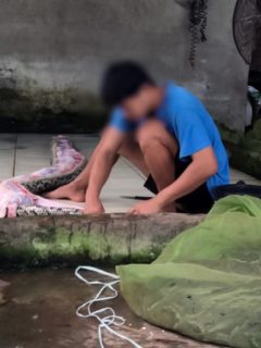 Captura de pantalla de video de Peta en el que denuncia que granja infla a serpientes con aire comprimido para vender sus pieles, Vietnam