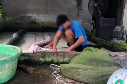 Captura de pantalla de video de Peta en el que denuncia que granja infla a serpientes con aire comprimido para vender sus pieles, Vietnam