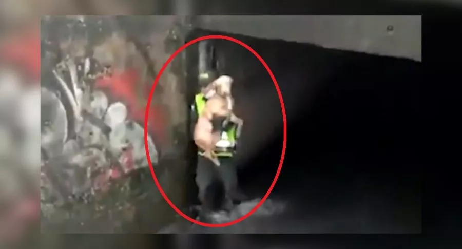 Imagen del momento en que policía se sumergió en caño para rescatar a un perro atrapado, en Bogotá