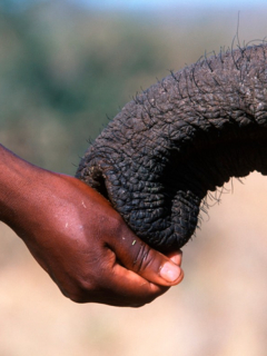 Mano de hombre y trompa de elefante en primer plano, ilustra foto viral de elefante reconoce y saluda al veterinario que le salvó la vida hace 12 año