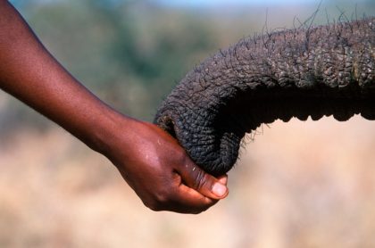 Mano de hombre y trompa de elefante en primer plano, ilustra foto viral de elefante reconoce y saluda al veterinario que le salvó la vida hace 12 año 