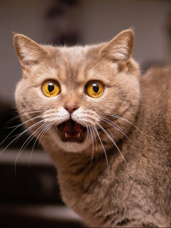 Imagen de un gato que ilustra nota; condenan a hombre que mató al gato de su familia en Sabanalarga, Atlántico
