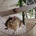Qué es la carrera de la rata y cómo escapar de ese círculo vicioso