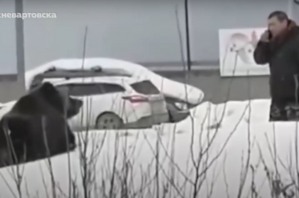 Captura de pantalla de video de osa persigue a hombre que estaba distraído hablando por celular, en Rusia
