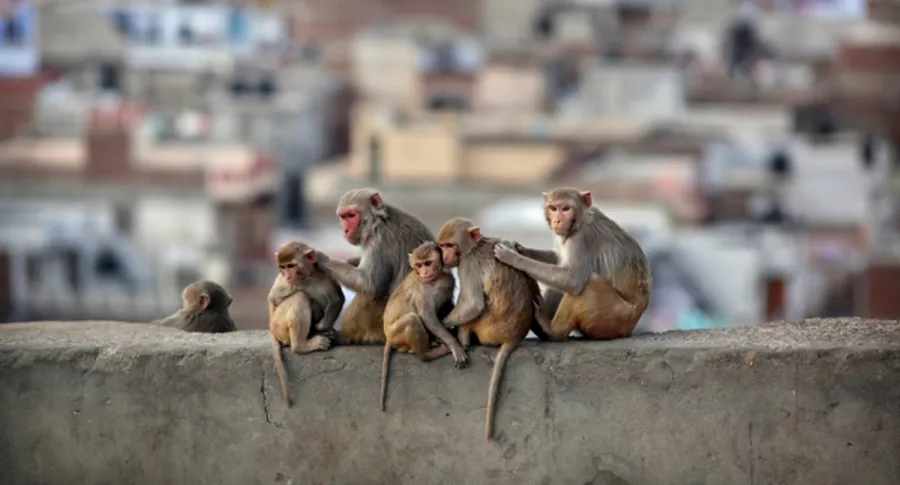Joven en India muere luego de caer de terraza de su casa huyendo de monos