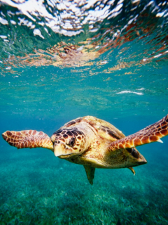 Tortuga marina, ilustra nota de 19 muertos, entre ellos niños, por comer carne de tortuga marina en Madagascar