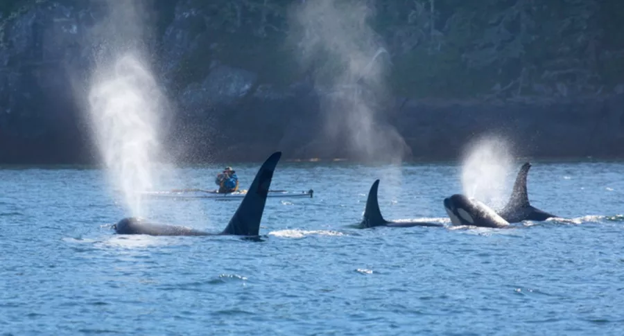 Orcas y hombre tomándoles fotos, ilustra nota de video de decenas de orcas hambrientas devoran a una ballena azul, en Australia