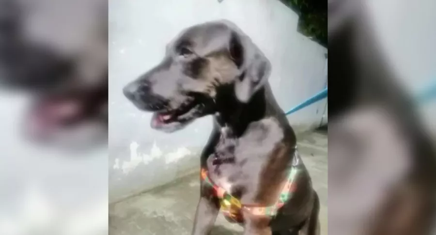 Capturan a hombre que apuñaló a un perro de la Policía de Guaduas