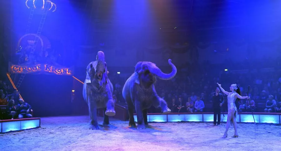 Elefantes de circo, ilustran nota de video de pelea de 2 elefantes en circo de Rusia sacó corriendo a asistentes