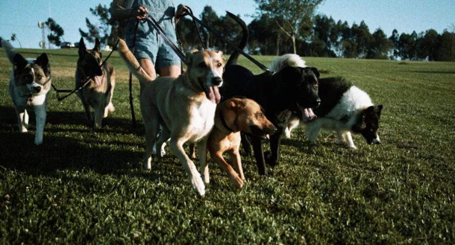 Perros pasean con correa, ilustra nota de arrestan a paseadora de perros por abandonar a cachorro en basura, en EEUU