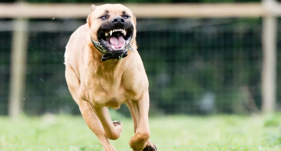 Perro corriendo ilustra imagen de nota sobre pitbull que le arrancó mano a una mujer en Santander