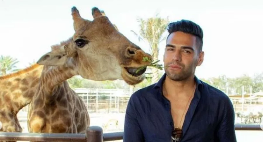 Falcao alimenta a jirafa, ilustra nota de Falcao disfruta con su familia en zoológico; posó asustado con serpiente