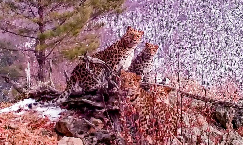 AFP / Leopardos en parque natural ruso.