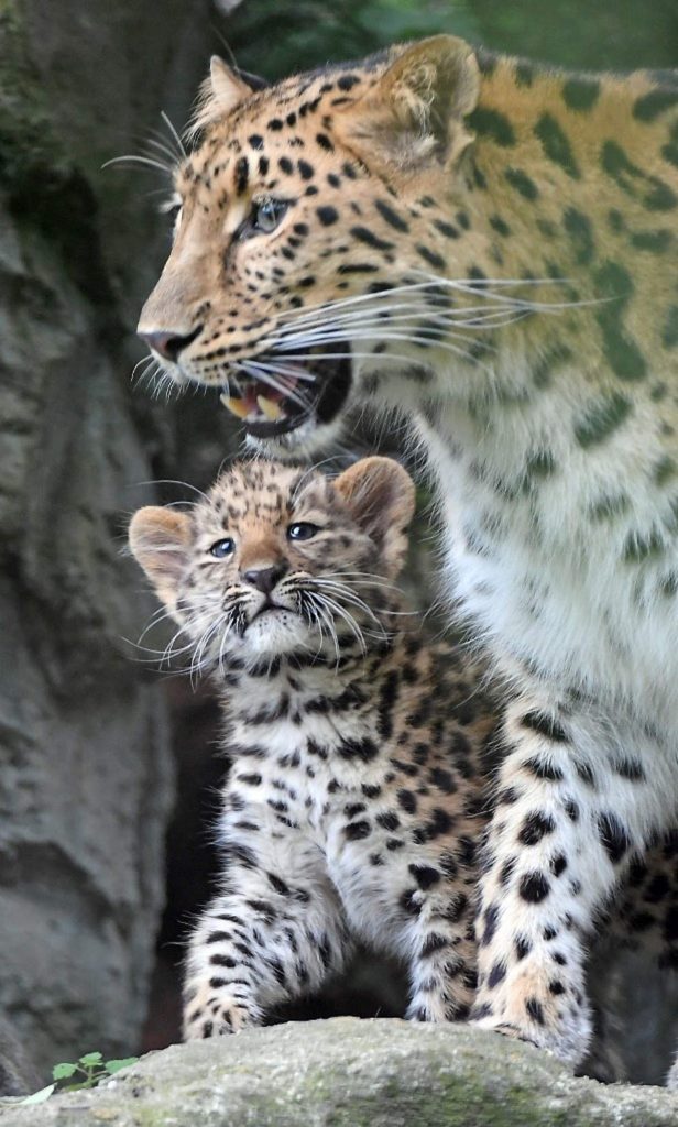 AFP / Hembra leopardo y su cría
