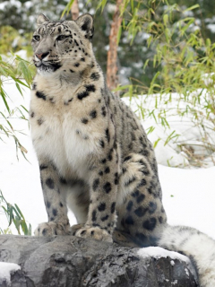 Leopardo del Amur con sus cachorros