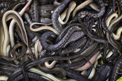 Imagen de serpientes, que ilustra nota; Policía descubre caja de encomienda en Medellín con 36 serpientes
