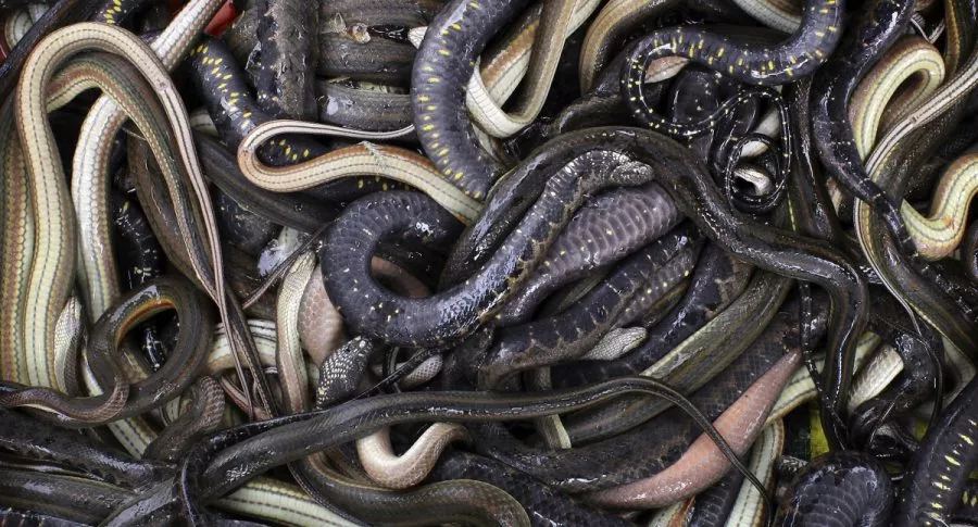 Imagen de serpientes, que ilustra nota; Policía descubre caja de encomienda en Medellín con 36 serpientes