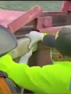 Imagen de la volqueta cargada con explosivos incautada en Cauca, y que sería activada en Popayán