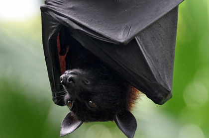 Imagen de murciélago ilustra artículo Coronavirus: muy probable que llegara a humanos desde un murciélago