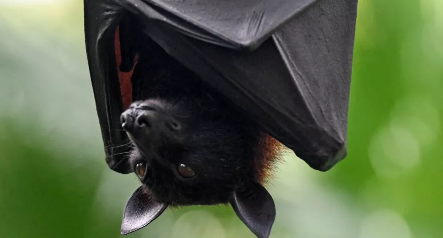 Imagen de murciélago ilustra artículo Coronavirus: muy probable que llegara a humanos desde un murciélago