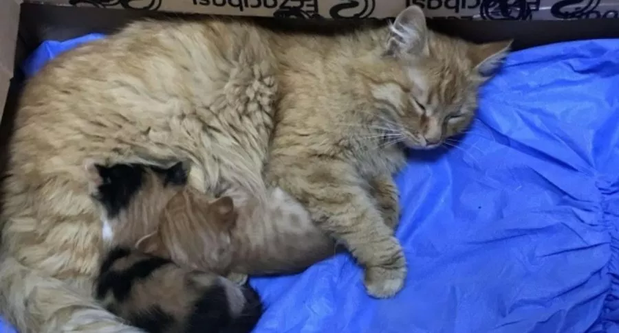 Captura de pantalla de video de gata que lleva a sus crías a clínica para que le abran los ojos