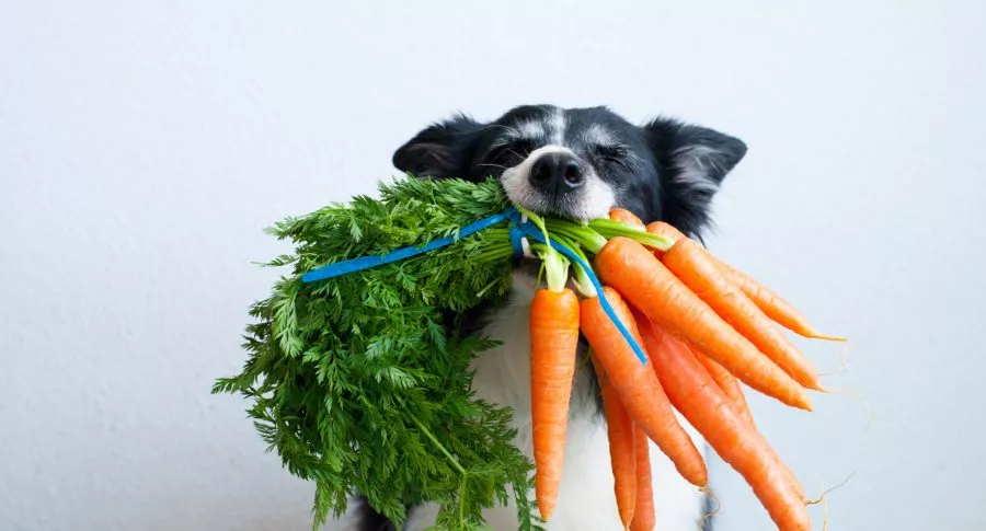 Foto de perro con vegetales ilustra nota sobre cuáles verduras puede comer y cuáles no