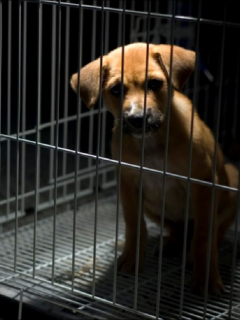 Imagen de un perro enjaulado, que ilustra caso de maltrato animal en Semana Santa